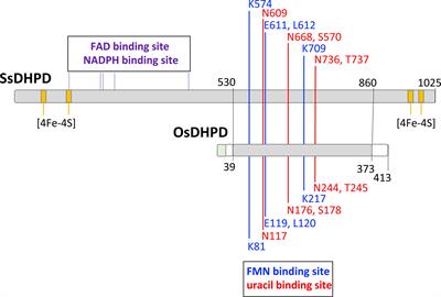 New Insights into rice pyrimidine catabolic enzymes